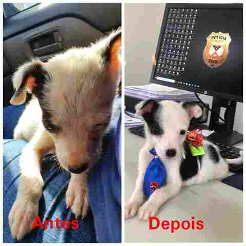 Agentes da Delegacia do Meio Ambiente resgatam animais maltratados