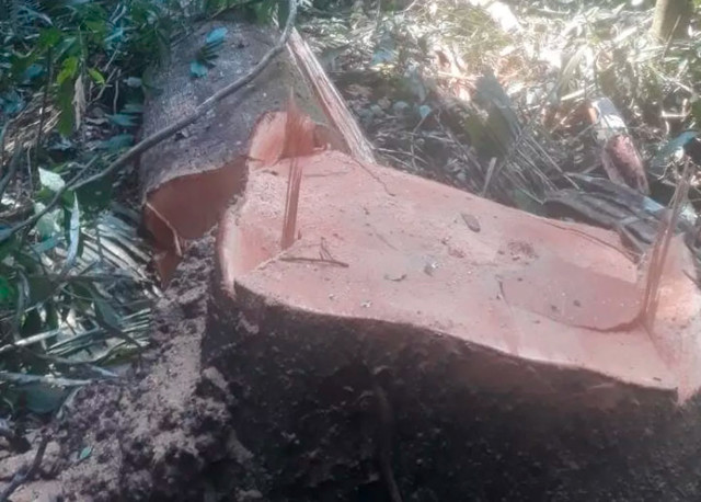 Adolescente também morre esmagado por árvore em Rondônia
