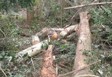Três trabalhadores morrem esmagados por árvores em distritos de Porto Velho