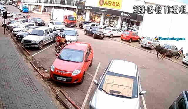 Vídeo: PM abate búfala solta nas ruas de Porto Velho