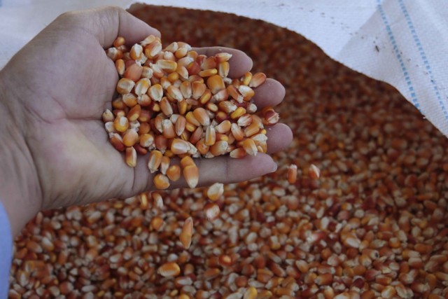 Rondônia avança na produção de milho e colhe 954 mil toneladas na safra 2020