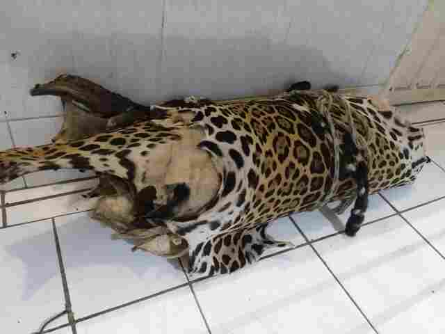 Homem é preso com peles de onça e diz que ganhou de amigos