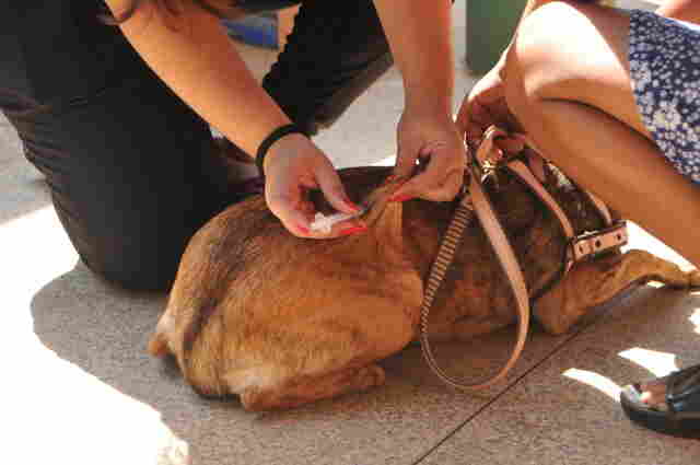 Dia D de vacinação contra raiva é neste sábado em Porto Velho; veja locais