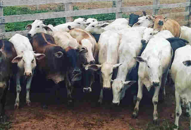 Caseiro de fazenda é preso suspeito de furtar 40 novilhas