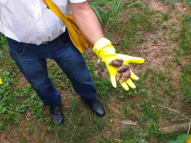 Período chuvoso é propenso para a proliferação de Caramujos-Africanos, que representam riscos, alerta Agevisa