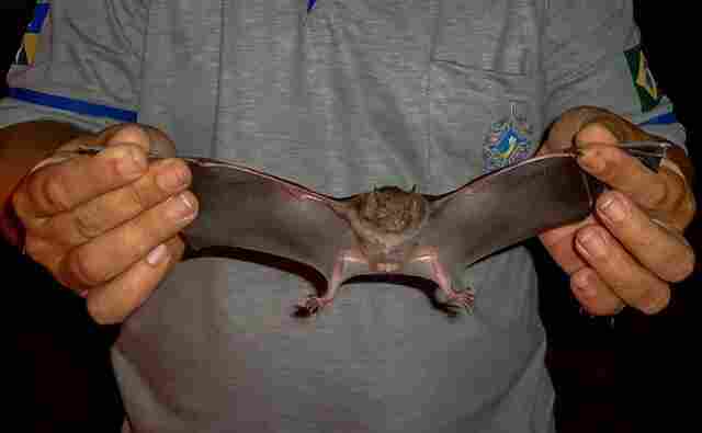 Agevisa orienta população sobre riscos de doenças transmitidas por morcegos