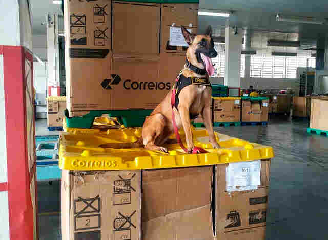 Cães farejadores encontram droga que seria enviada pelos Correios ao Maranhão