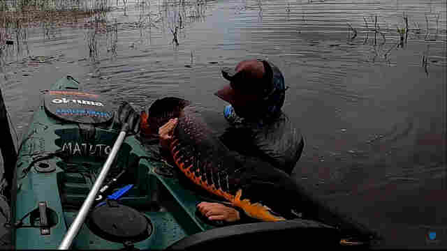 Vídeo: Pescador fisga pirarucu com 2 metros e 100 quilos em Jaci-Paraná