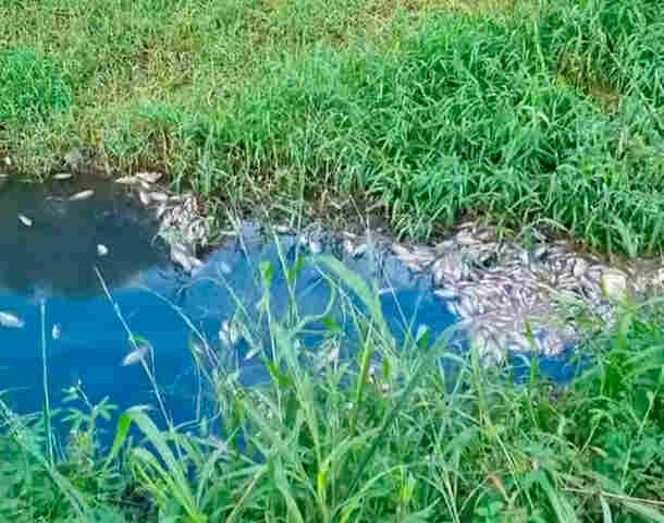 Professor da Unir grava vídeo mostrando grande quantidade de peixes mortos em canal