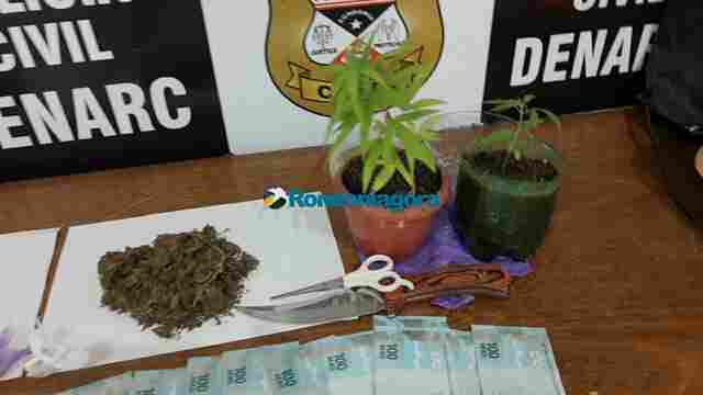 Denarc prende homem com droga e pés de maconha no Bairro Embratel