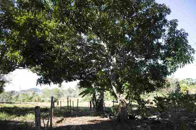 Mais de 5,8 milhões de árvores plantadas em projetos de reflorestamento em Rondônia