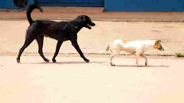 Campanha para imunizar cães e gatos em Porto Velho começa nesta segunda-feira