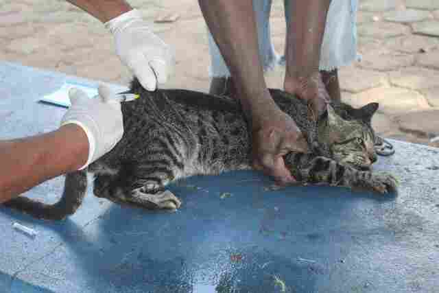 Confira pontos de vacinação antirrábica neste sábado em Porto Velho