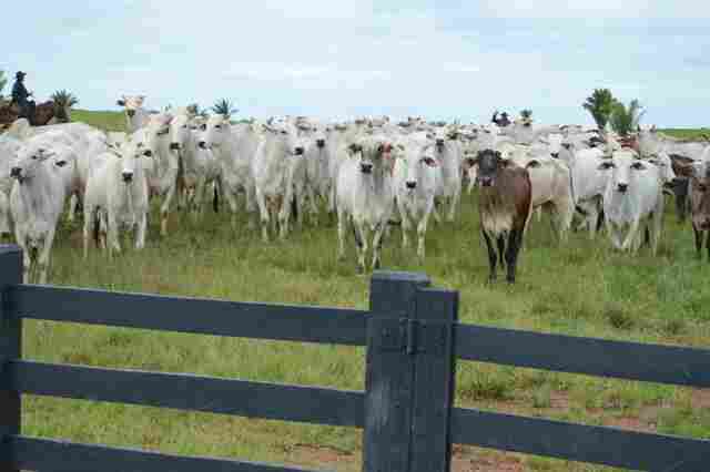 Segundo IBGE, Rondônia tem 16 municípios entre os 100 maiores rebanhos bovinos do país