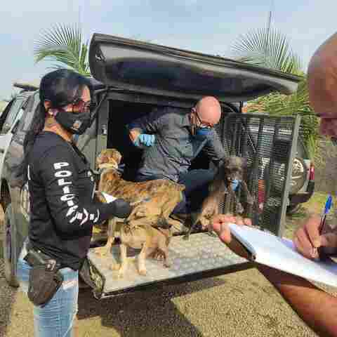 Polícia resgata 30 cães e gatos que viviam em condições precárias em uma casa