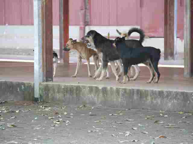 Publicada lei que proíbe sacrifício de animais por centros de zoonoses e canis