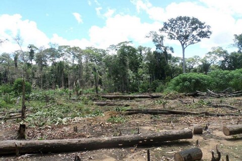 Acusados de invadir Resex Jaci-Paraná são condenados por dano moral coletivo ambiental