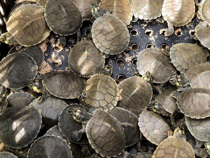 Mais de 100 mil filhotes de tartaruga serão soltos no rio Guaporé, região de Costa Marques no domingo