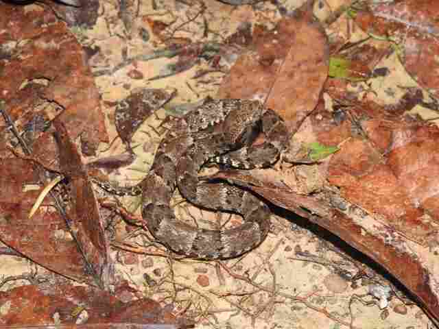 Medidas para evitar acidentes com animais peçonhentos devem ser redobradas no período chuvoso