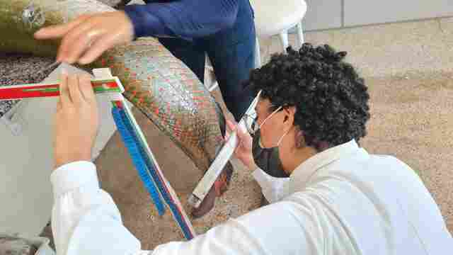 Pesquisa da Unir aprimora processo de abate de peixes