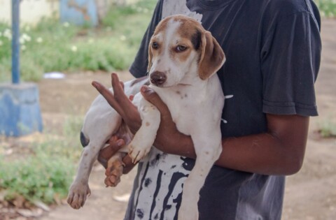 Cadastro para castração de cães e gatos segue em Porto Velho