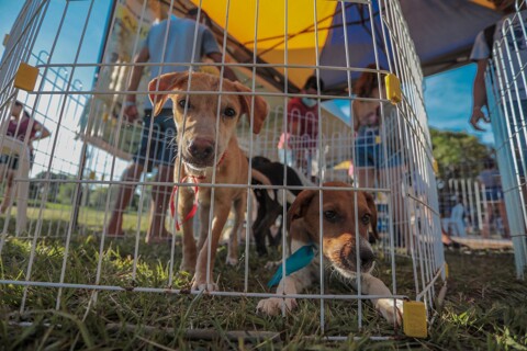 Próxima feira de adoção de animais será no dia 19 na capital
