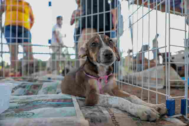 Segunda feira de adoção de cães e gatos acontece neste sábado