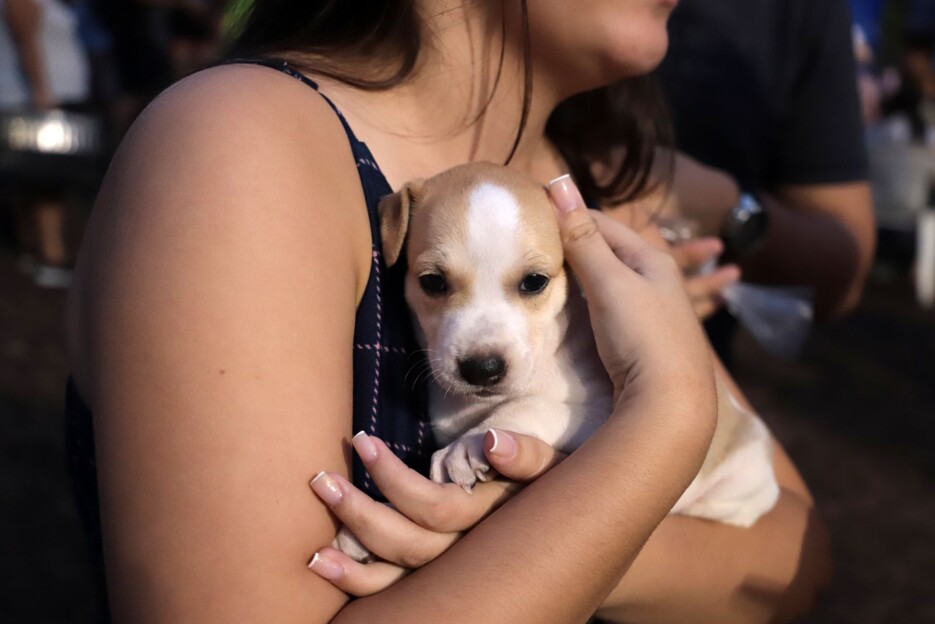 Mais de 90 animais ganham lar durante feira de adoção de cães e gatos de Porto Velho