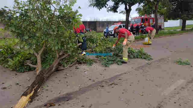 Jovem morre após colisão de carro contra árvores na capital