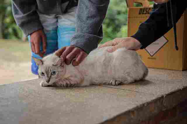 Mais de 200 animais são vacinados contra a raiva na Vila Dnit e linhas próximas