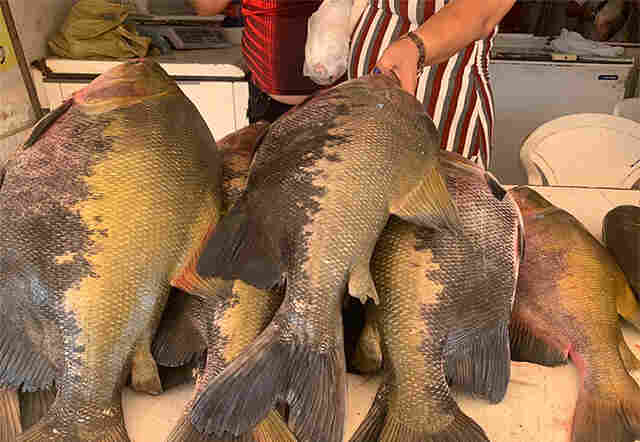 Semana Santa: procura por peixe começa a aumentar na capital