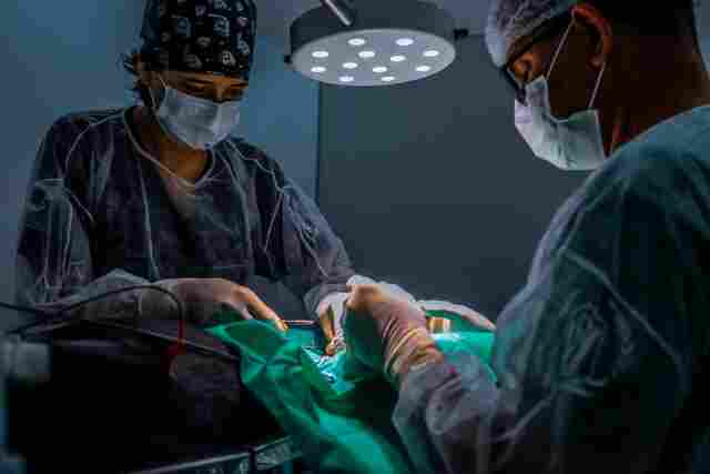 Castração de animais gratuita para moradores de baixa renda e ONGs de proteção