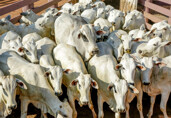 Governo do estado reduz ICMS em operações interestaduais com gado