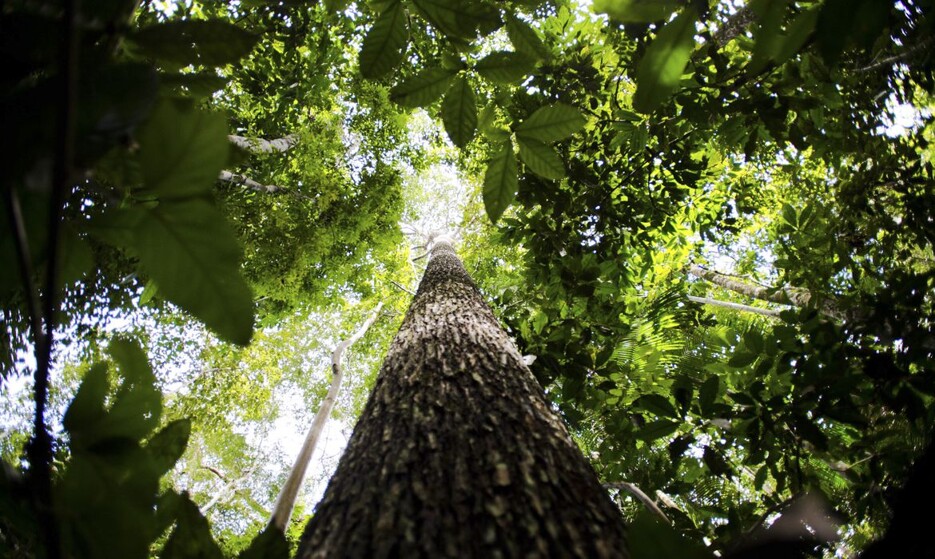 Bioma amazônico tem 30 a 40 mil espécies só de plantas, mostra estudo