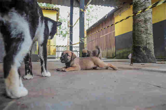 Entidades protetoras de animais ainda podem se cadastrar para receber ração