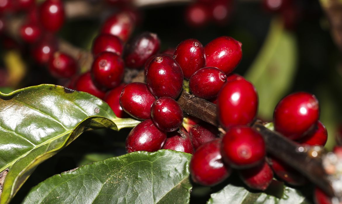 São Miguel do Guaporé foi o terceiro maior produtor de café do Brasil em 2021
