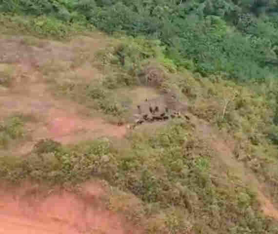 Ação rápida da Polícia, neste domingo, recupera 30 novilhas levadas por ladrões na madrugada