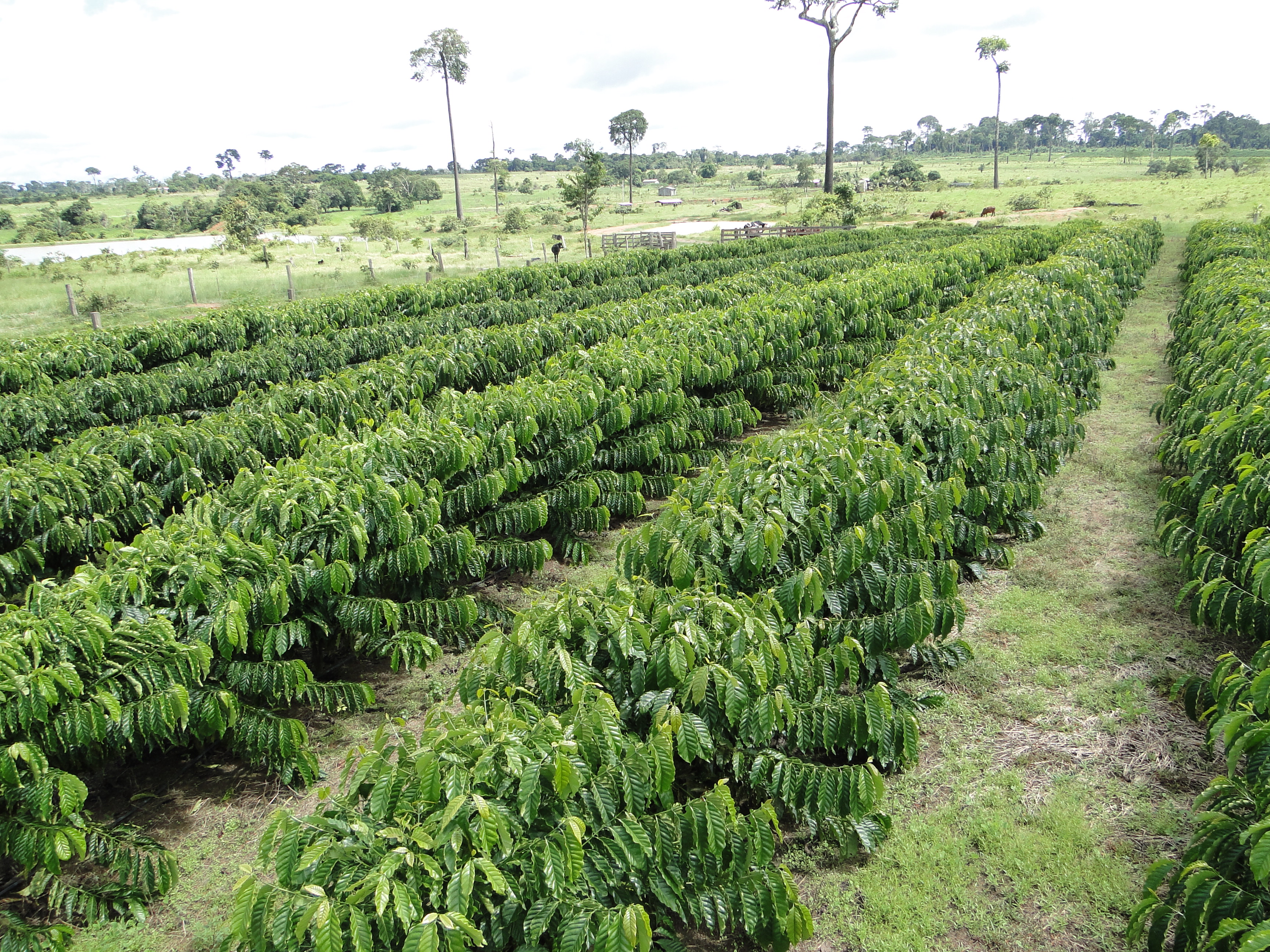 G1 - Máquina reduz custo da colheita do café conilon e robusta em Rondônia  - notícias em 4 Rondonia Rural Show 2015