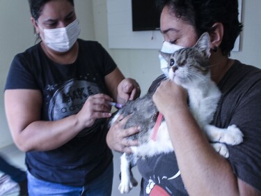 Vacinação antirrábica já atendeu cerca de 9 mil animais em Porto Velho nos últimos meses