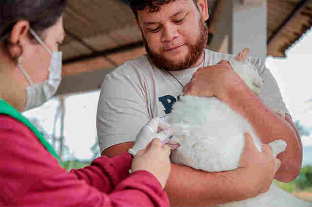Dia D de vacinação para cães e gatos será no próximo dia 15 de outubro