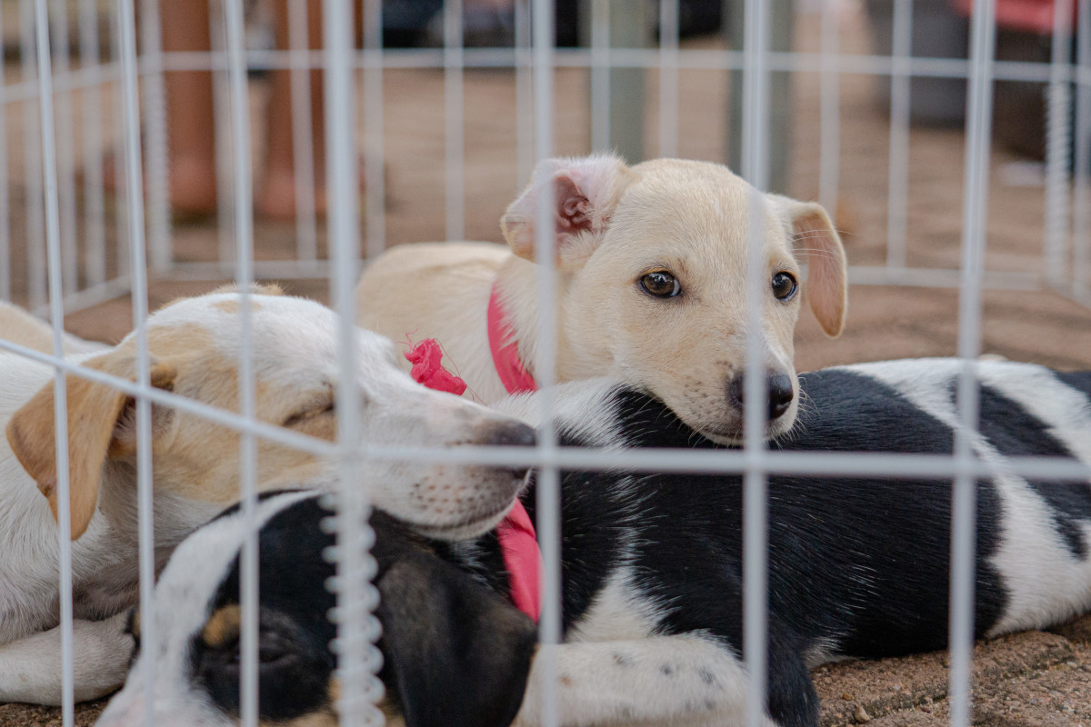 Mais uma feira de adoção de animais é realizada em Porto Velho