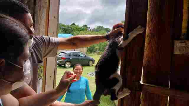 Cães e gatos de aldeias recebem vacinação antirrábica em Porto Velho