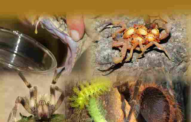 Agevisa faz alerta sobre acidentes envolvendo animais peçonhentos no período chuvoso