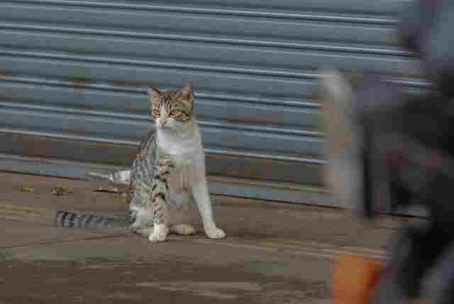 Prefeitura alerta que abandono e maus-tratos de animais são crimes que podem levar à prisão
