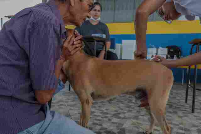Vacinação para cães e gatos começa nesta terça-feira nos condomínios do Bairro Novo