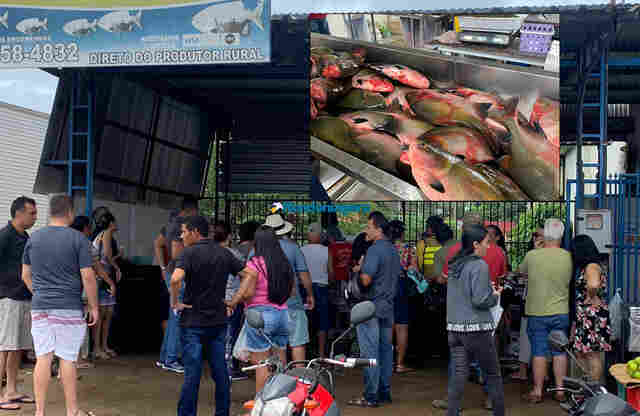 Semana Santa: Tambaqui a R$ 11 e Jatuarana a R$ 30, no Mercado do Peixe