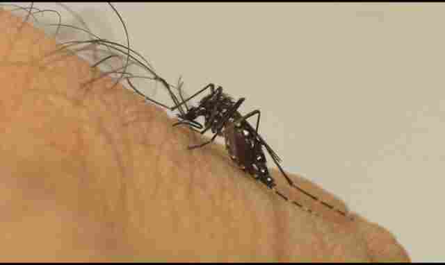 Casos de dengue já subiram 41% em 2023 em Rondônia