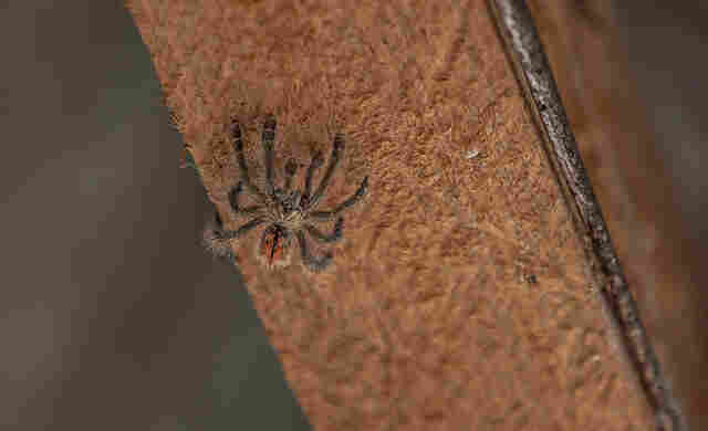 Acidentes com animais peçonhentos aumentam nos primeiros meses de 2023, em Porto Velho