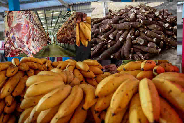 Porto Velho garante liderança na produção de banana, mandioca e carne bovina