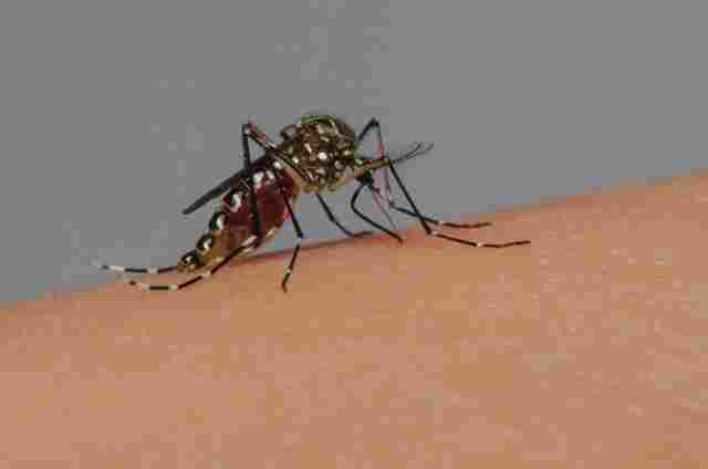 Mais de 40 cidades estão com surto de dengue em Rondônia